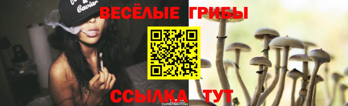 Псилоцибиновые грибы Psilocybine cubensis Десногорск